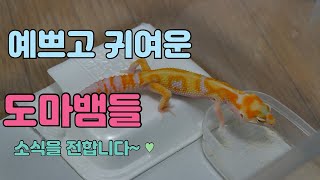 오랜만에 마뱀이들 소식을 전합니다 With클로바 더빙 [upl. by Macy]