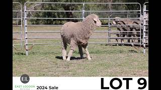 Lot 9 East Loddon Merino Stud Sale 2024 [upl. by Cyndy715]