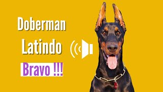 Doberman Latindo muito Bravo Latindo Alto [upl. by Nawyt]