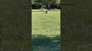 Queen Luka inspects her fiefdom Ana Guard North Stella Guard South huskylove funnyanimals dog [upl. by Lodnar]