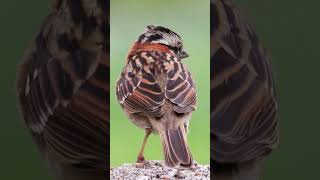 The domestic sparrow is standing in a handsome shape​ looking for female birds birdsounds [upl. by Parrie679]