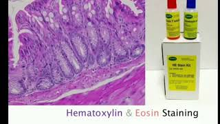 5 Hematoxylin and Eosin staining  HampE MLTLectures [upl. by Thirzi]