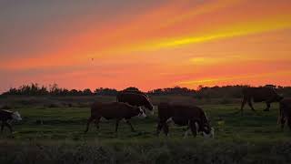 Roegerakkers in t Roegwold tijdens een spetterende show van avondrood [upl. by Azenav]