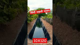 10x120 सिंघी मछली का तालाब shots fishing nature fishing balikavi catlafish fishingvideo [upl. by Recha440]