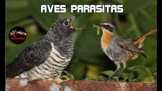 AVES PARASITOS – El ave mas peligrosa del mundo [upl. by Nepets530]