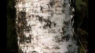 Betula pendula  silver birch [upl. by Franckot]