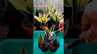 Sansevieria Masoniana Variegated Leaf Propagation process ll shorts [upl. by Ecnerwal]