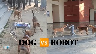 Dog Fighting with Robot 🐶  Dog Vs Robot In IIT Kanpur  puppies robotics techkriti [upl. by Deerc]