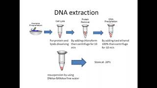 DNA and RNA Extraction د مروة محمد رفعت [upl. by Lupiv]