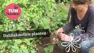 Dahliaknollen planten  Tuinseizoen [upl. by Lainey]