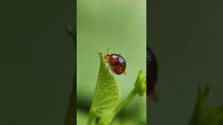 Beetle fly or Beetlebacked fly insects agriculture nature insectinsights macro [upl. by Nanice582]