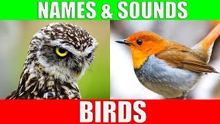 BIRDS Names and Sounds  Learn Bird Species in English [upl. by Enayd]