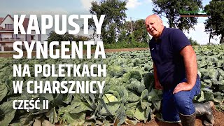 Kapusty z portfolio Syngenta na poletkach w Charsznicy cz II [upl. by Kast664]