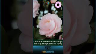 Camellia Flower Photos and Fascinating Information [upl. by Amati962]