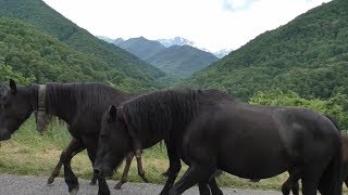 Transhumance en Bethmale Ariège juin 2018 [upl. by Ahsimed]