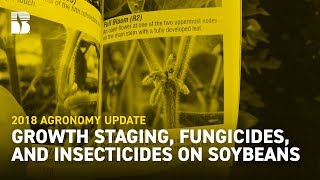 Growth Staging Fungicides and Insecticides on Soybeans  Becks Agronomy Update [upl. by Grimbly759]