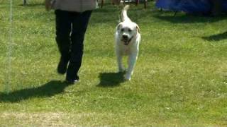 WELKS Labrador Retriever Best of Breed [upl. by Enohsal576]