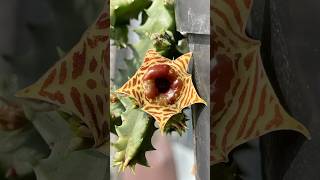 Huernia zebrina [upl. by Acinoed187]