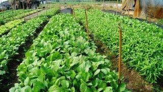 Commercial Vegetable farmer harvesting vegetable SylhetBangladesh [upl. by Gore]