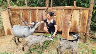 How to build a wooden goat barn Getting goats into the barn l Lý Thị An [upl. by Tnairb290]