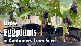 How to Grow Eggplants in Containers from Seed  Easy planting guide [upl. by Naraa529]