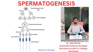 Spermatogenesis I Spermiogenesis I Spermatozoa I Leydig Cell I Sertoli cell I Development Biology [upl. by Aihsele262]