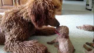 Red standard poodle puppies having fun playing [upl. by Aimas]