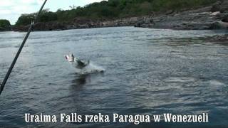 Payara fishing Uraima Falls Fishing in Venezuela Word fishing [upl. by Ardnait]