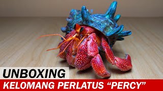 UNBOXING Paket Kelomang C Perlatus dan C Viola dari Pulau Seberang  Unboxing Video  Crabpedia [upl. by Attenohs]