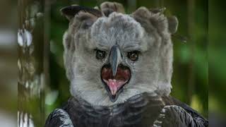 Harpy Eagle [upl. by Ras]