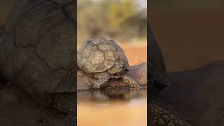 Leopard Tortoise Sighting [upl. by Allicsirp]