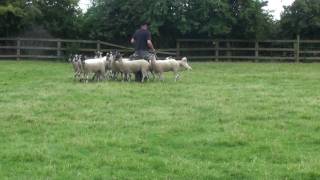 Pyrenean Sheepdog Remy discovers sheep [upl. by Enohsal]