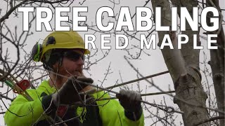 Tree Cabling Red Maple [upl. by Mazel204]