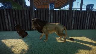 West African Lion Hunt Common Warthog Planet Zoo [upl. by Adlare917]