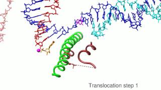 A movie of RNA Polymerase II transcription [upl. by Toll416]