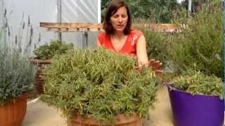 How to cut back French Lavender [upl. by Supen]