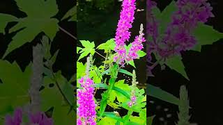 Purple Loosestrife on the riverbank nature flower loosestrife [upl. by Leff]