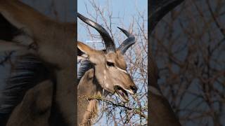 Greater Kudu Male Eating the leaves from thorny bushes Wincent 5cM7f kudu nature wildlife [upl. by Simonsen]