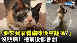 「要來我家看貓咪後空翻嗎？」 沒唬爛！牠前後都會翻｜中時新聞網 [upl. by Adnawad]