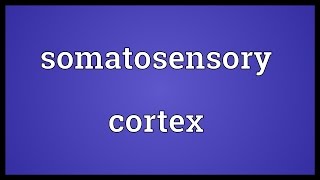 Somatosensory cortex Meaning [upl. by Manley11]