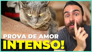 10 Maneiras CURIOSAS Que Seu Gato Mostra Seu AMOR Por VOCÊ [upl. by Alyakcim]