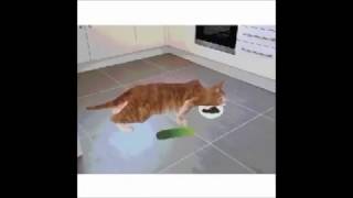 Cat Scared Of Cucumber Animation WOO [upl. by Alanson]