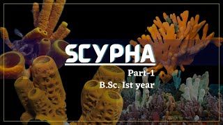 Porifera  Scypha part1  Zoology [upl. by Ahsekad]