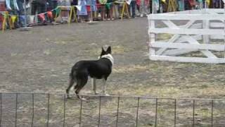 Border Collies Sheep Herding at the Portland Highland Festival 2008 [upl. by Ynottirb]