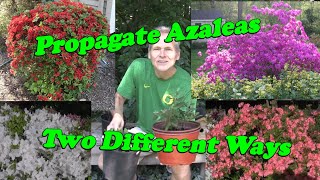 Learn how to Propagate Azaleas [upl. by Madelaine]