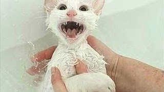 Cats Saying quotNoquot to Bath  A Funny Cats In Water Compilation [upl. by Ecinej]