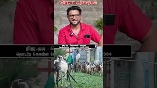 கொடி ஆடு vivasayaarvalargal vivasayigoat goatfarming shortvideo shortsvideo shorts short [upl. by Leisam]