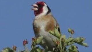 GOLDFINCH Singing  Carduelis carduelis [upl. by Nalra]