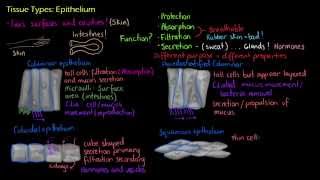 Introduction to Epithelial Tissue [upl. by Yuhas]