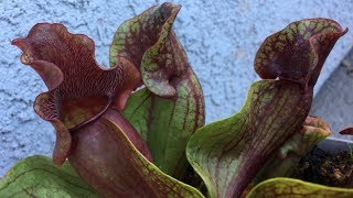 Sarracenia Purpurea  Pitcher Plant Collection  2018 [upl. by Samid952]